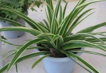 吊兰冻死了还会发芽吗？