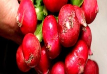 樱桃小萝卜的种植多久？