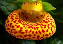 荷包花有毒吗？