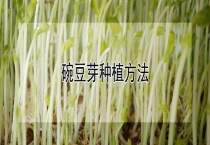 碗豆芽种植多久？