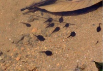 野生小蝌蚪喜欢吃什么？