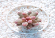 有关多肉的文艺句子