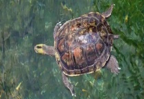 乌龟怎样安全越冬 附乌龟冬眠前的注意事项