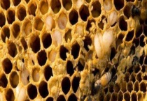 巢虫清木片原理及正确用法 附注意事项