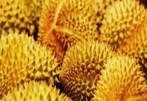 榴莲太生怎么办 挑选榴莲的方法有哪些？