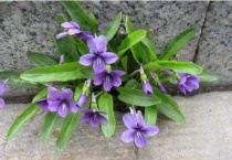 苦地丁有毒吗？