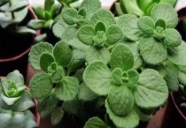 碰碰香可以扦插吗？