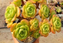 百合莉莉怎么修剪