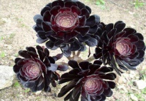 黑法师怎么修剪