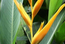 蝎尾蕉有毒吗？