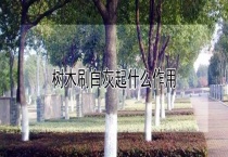 树木刷白灰起什么作用