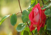 月季花的特点 附外形介绍