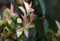 盘龙香与盘龙桂区别？