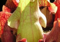 什么是小瓶子草