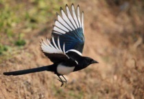 喜鹊因为什么安然过冬