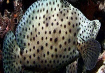 老鼠斑多少一斤 怎么做好吃