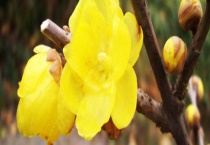 腊梅和梅花的区别？ 详细介绍