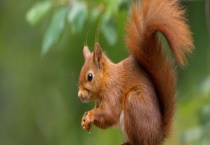 松鼠如何过冬 松鼠有哪些生活习性