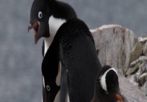 企鹅为什么不会飞？游速有多快 为什么不怕冷