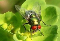 苍蝇是胎生还是卵生