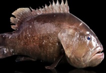 斑鱼属于海鱼还是淡水鱼 该怎么养