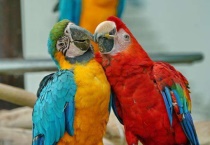 养金刚鹦鹉怎么才合法