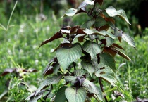 荏子是什么植物