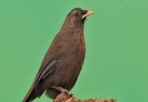 山噪鹛怎么分公母 山噪鹊怎样养