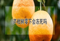 芦柑树零下会冻死吗？