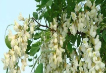 槐树一般什么时候开花 槐树种在门前好不好