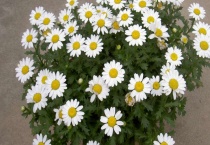 白晶菊和大滨菊的区别？