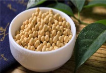 蒙豆1137大豆种子积温