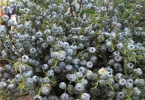 尤加利果水养还是干花