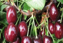 樱桃传播种子靠什么 樱桃种子怎么播种