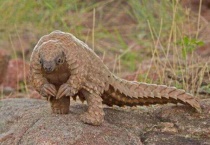 穿山甲能穿山吗？