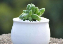 多肉穿裙子是什么原因？