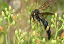 马蜂蛰了消肿最快的方法 注意事项有哪些？