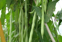 四季豆爬藤吗？