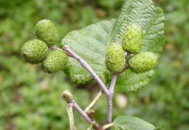 什么是辽东桤木