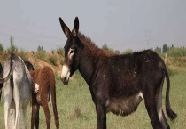 骡子分公的母的吗 附骡子不能生育的原因？