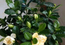 栀子花叶黄是什么原因？