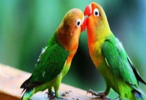 牡丹鹦鹉怎么分公母 附生活习性