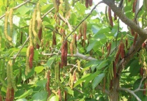 桑葚叶子可以吃吗？