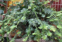 红豆杉的花是什么样子