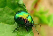 金龟子和七星瓢虫的区别？