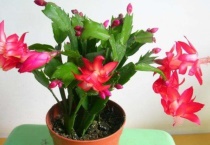 蟹爪莲几月份长花苞