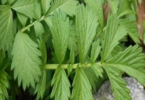 仙鹤草与仙草有什么不同 从科属、叶片、花、产地上区分