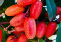 羊奶子树苗几年挂果