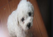 纯种比熊犬辨别方法 从五方面入手