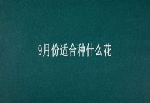 9月份适合种什么花